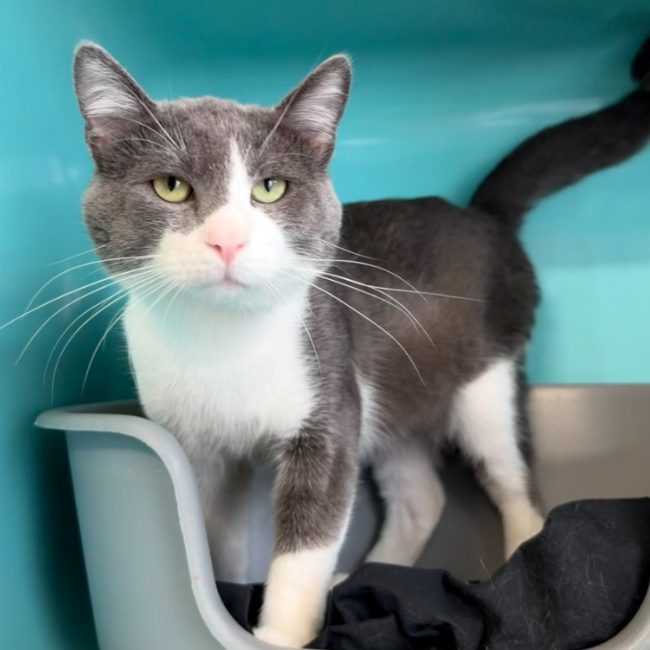 Solstice - Chat Européen à adopter