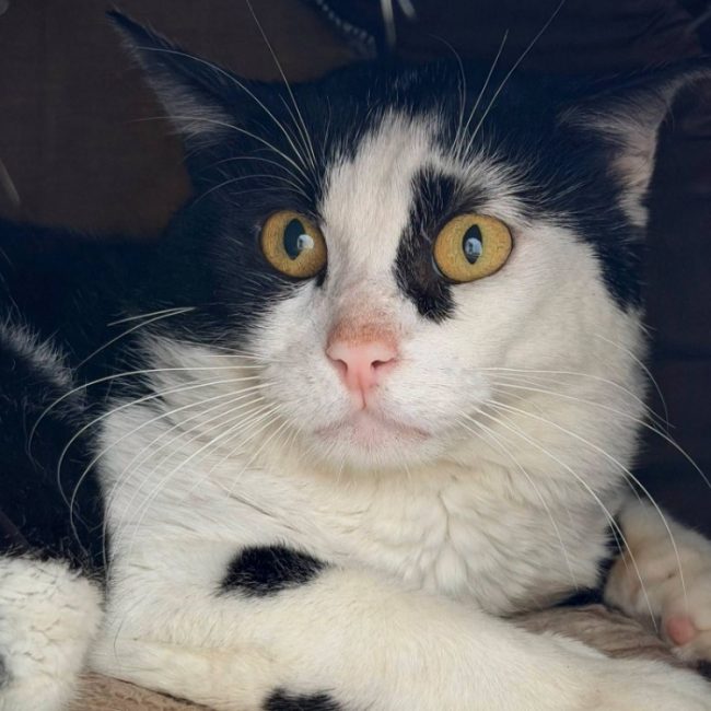 Polo - Chat Européen à adopter