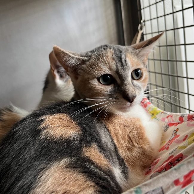 Penny - Chat Européen à adopter