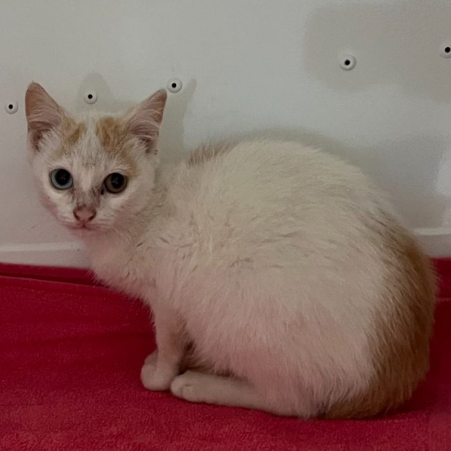 Saphia - Chat Européen à adopter
