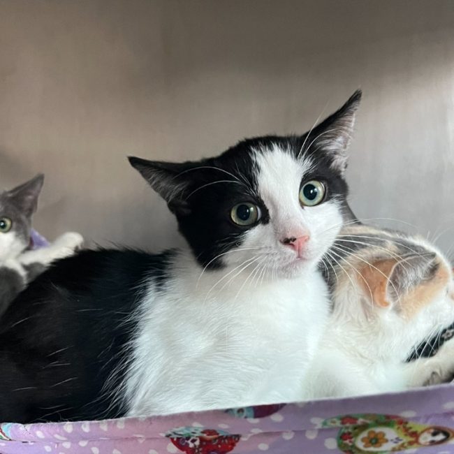 Patch - Chat Européen à adopter