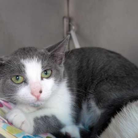Pepper - Chat Européen à adopter