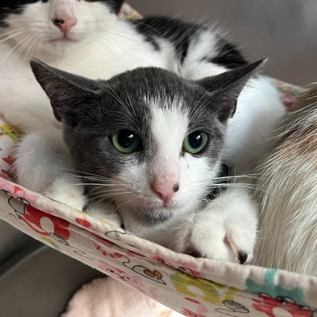 Pepper - Chat Européen à adopter