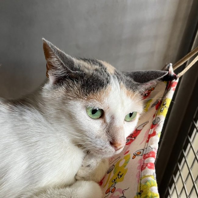 Queenie - Chat Européen à adopter
