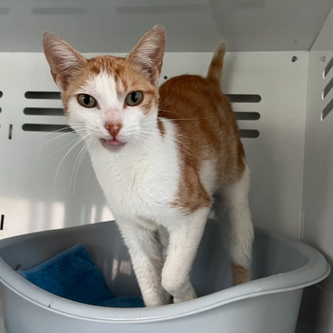 Sélénia - Chat Européen à adopter