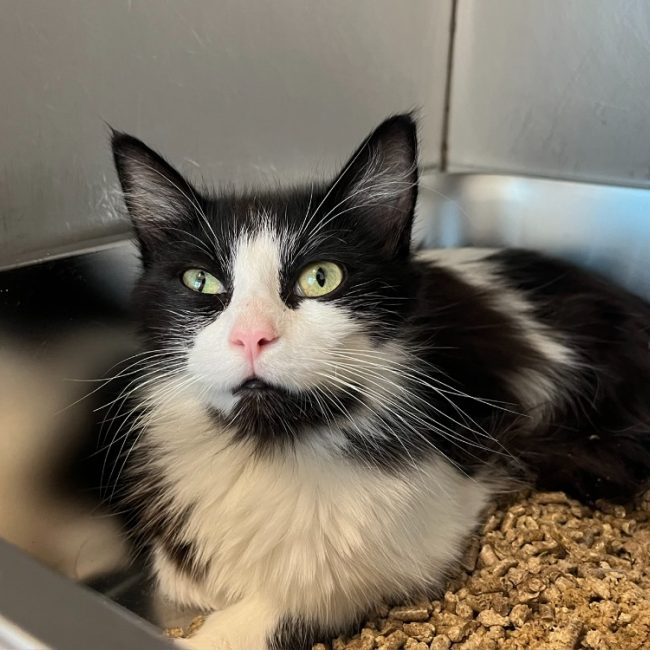 Achélois - Chat Européen à adopter