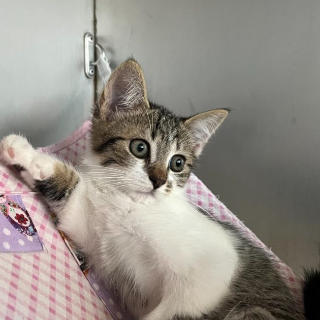 Byblis - Chat Européen à adopter