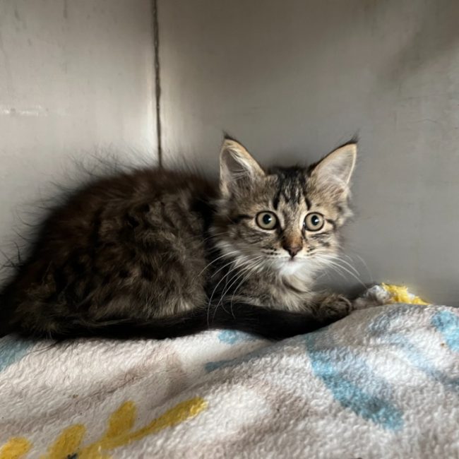Bia - Chat Européen à adopter