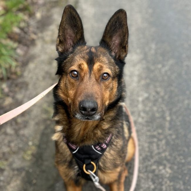 Brooke - Chien à adopter