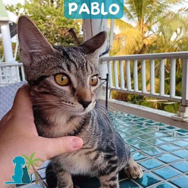 PABLO - Chat à adopter