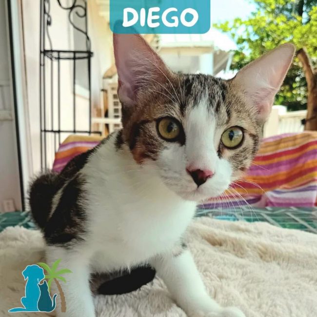 DIEGO - Chat à adopter