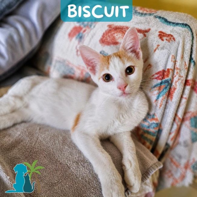 BISCUIT - Chat Européen à adopter