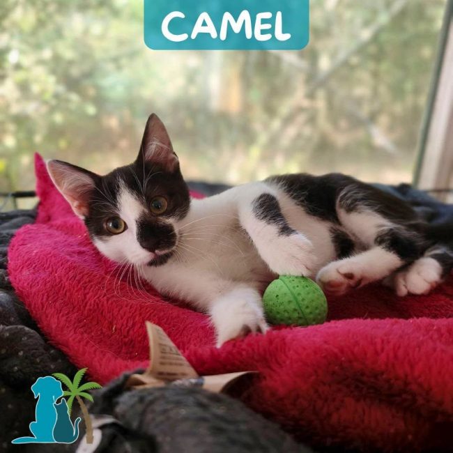 CAMEL - Chat Européen à adopter