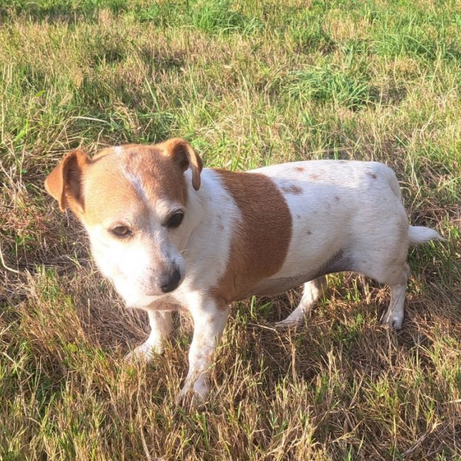 Mollynette - Chien à adopter