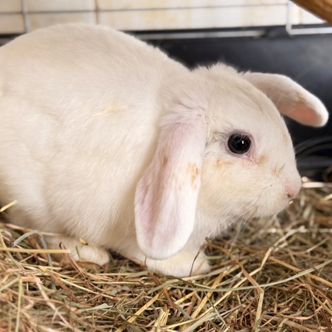 Winnie - Rongeur Lapin à adopter