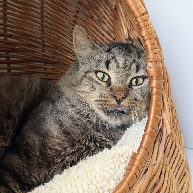 Ulysse - Chat Européen à adopter