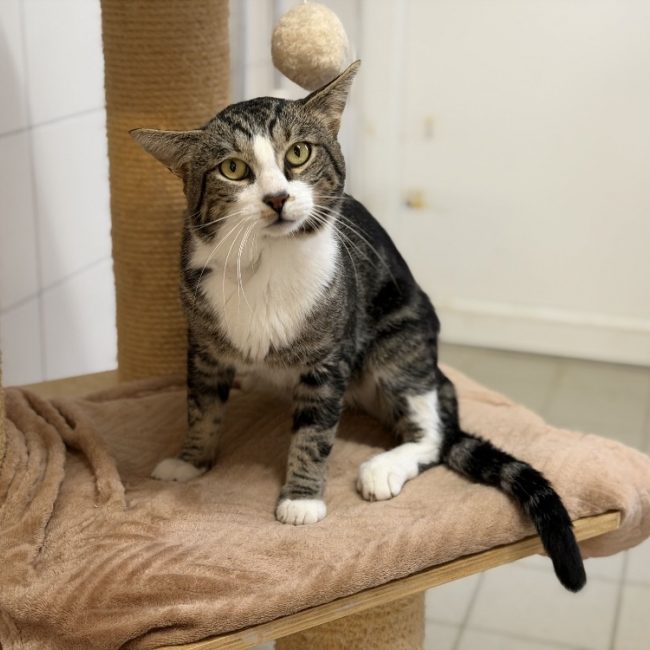 Oxo - Chat Européen à adopter