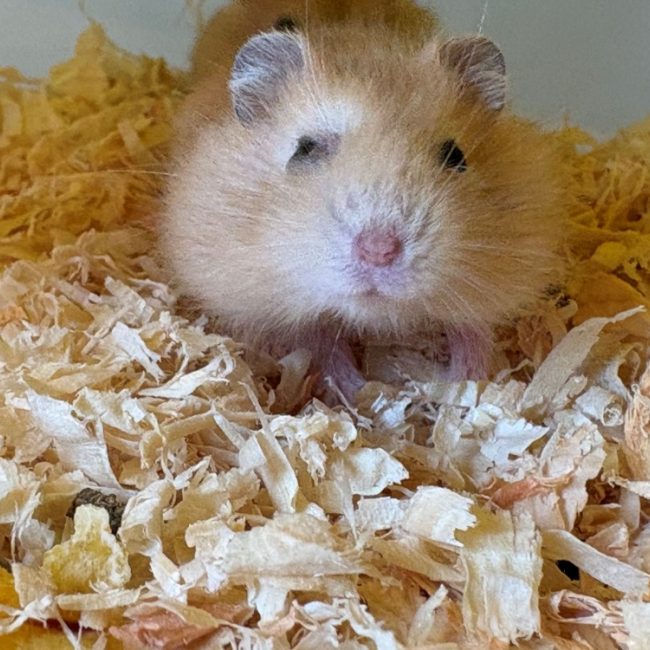 Tofu - Rongeur Hamster à adopter