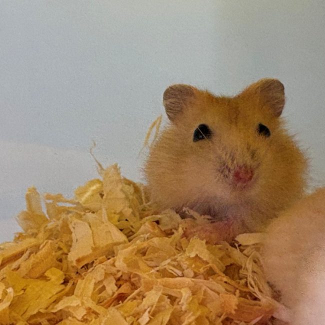 Kumo - Rongeur Hamster à adopter