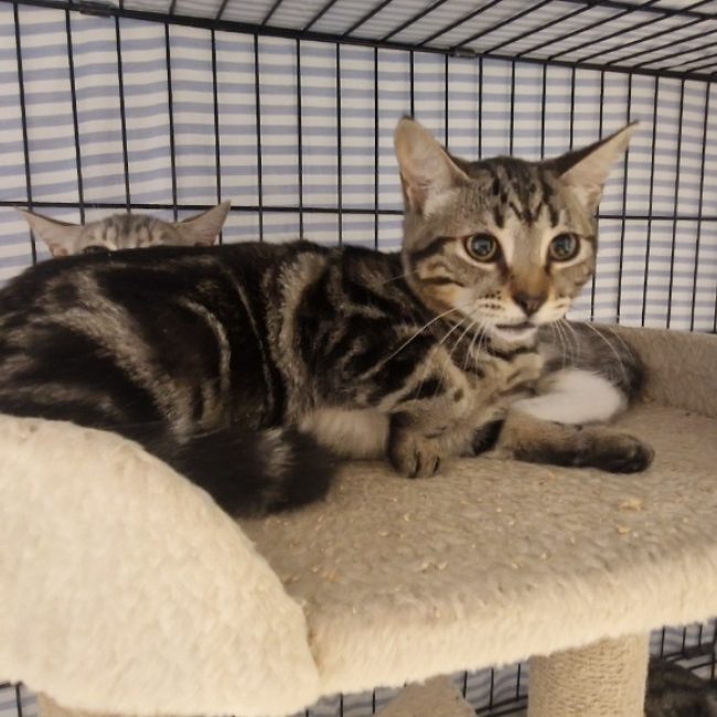 Melody - Chat Européen à adopter