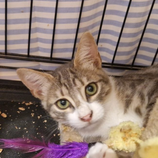 Bemol - Chat Européen à adopter