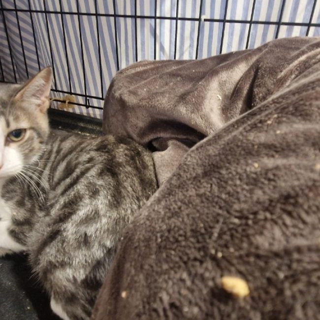 Alto - Chat Européen à adopter