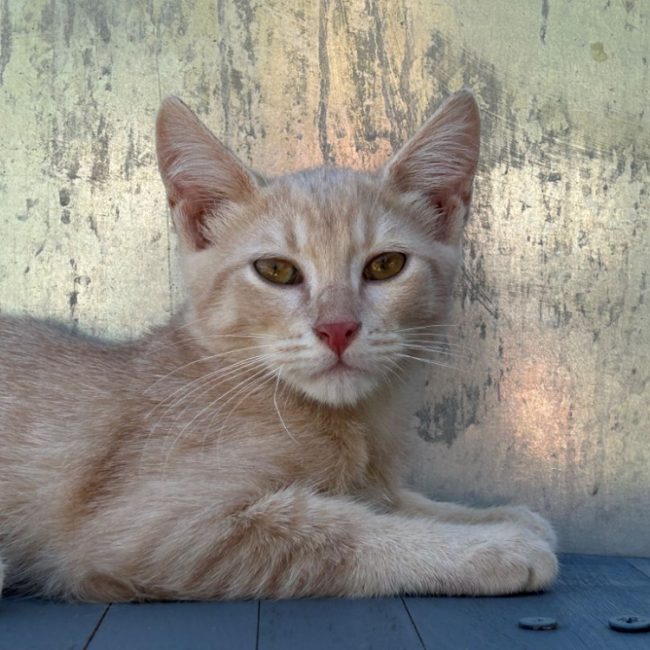 Lexus - Chat Européen à adopter