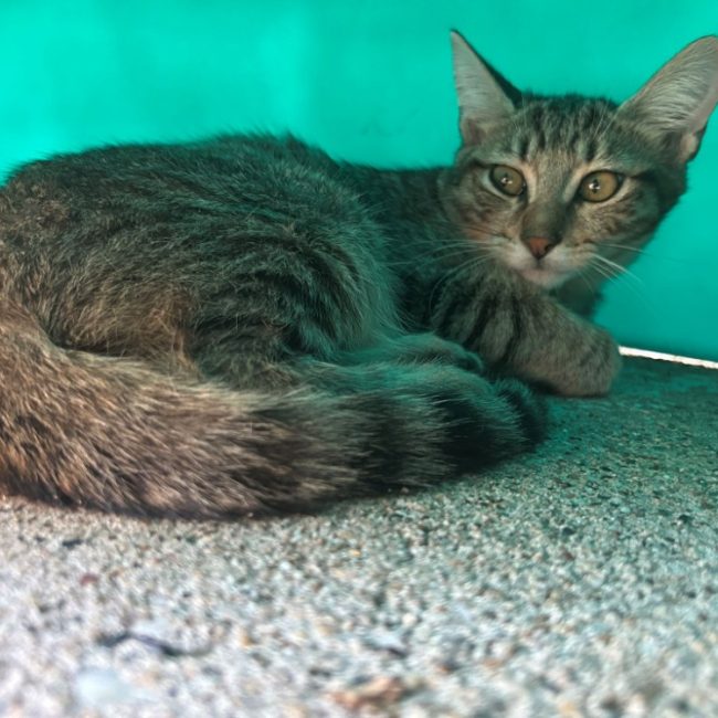 Skyline - Chat Européen à adopter