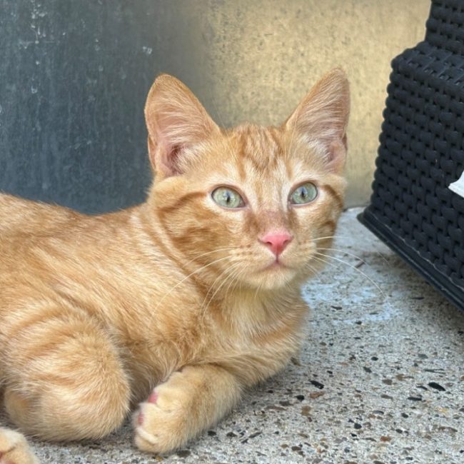 Rolls - Chat Européen à adopter