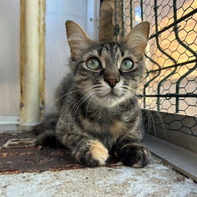 Giu - Chat Européen à adopter