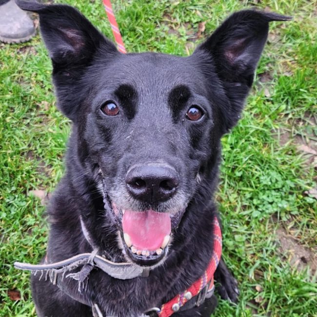 Svart dit charly - Chien Berger à adopter
