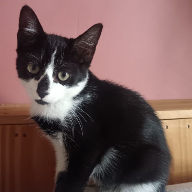 Catsauzon - Chat Européen à adopter