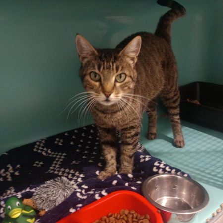 Morfin - Chat Européen à adopter