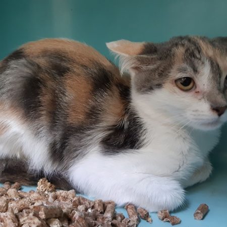 Diva - Chat Européen à adopter