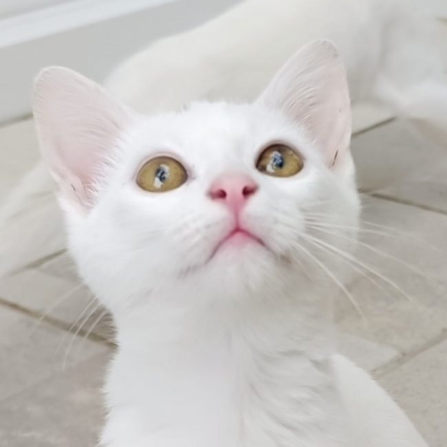 Salem - Chat à adopter