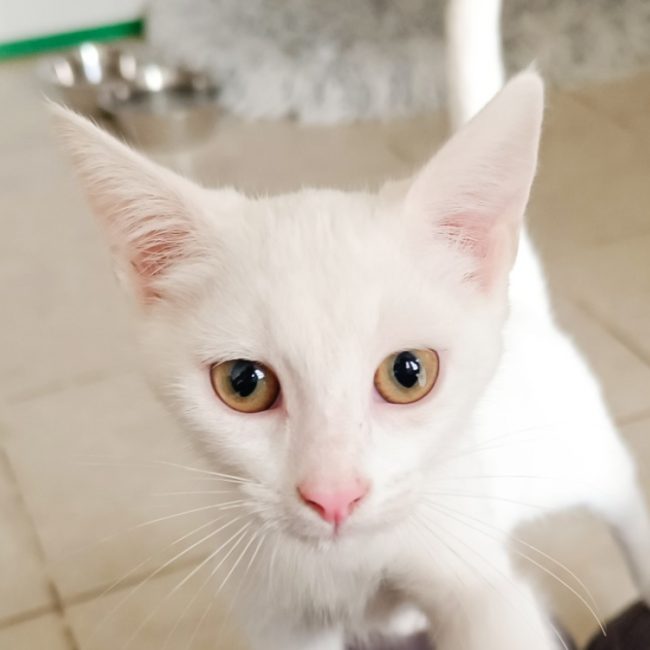 Lys - Chat à adopter