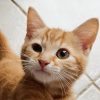 Ron