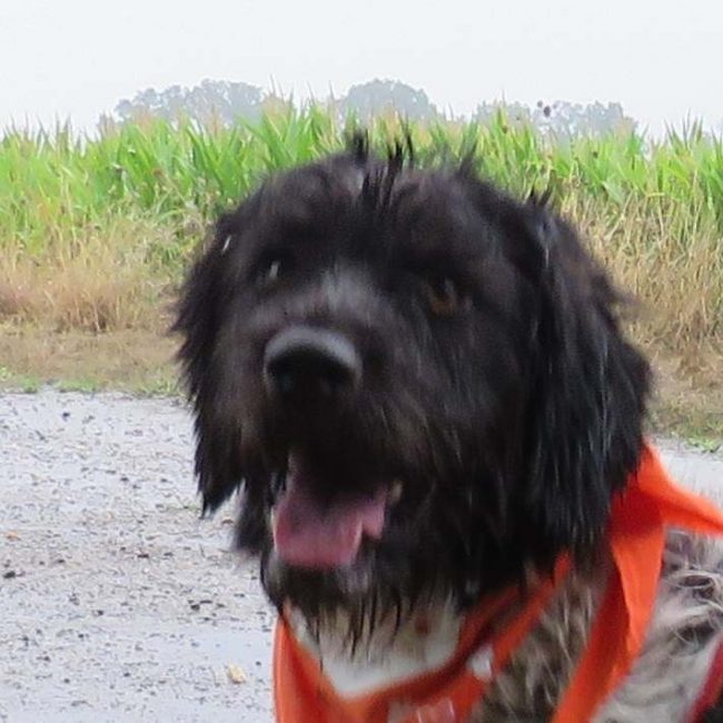 Silver - Chien Briquet Griffon Vendéen à adopter