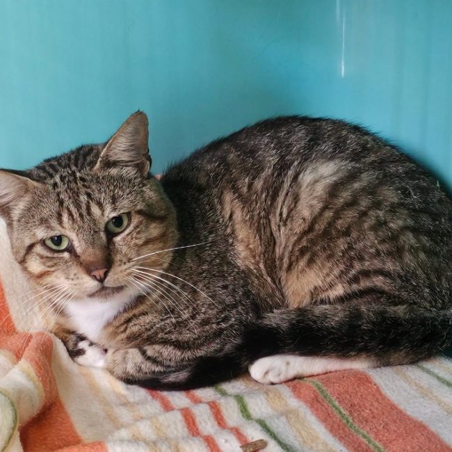 Albert - Chat Européen à adopter