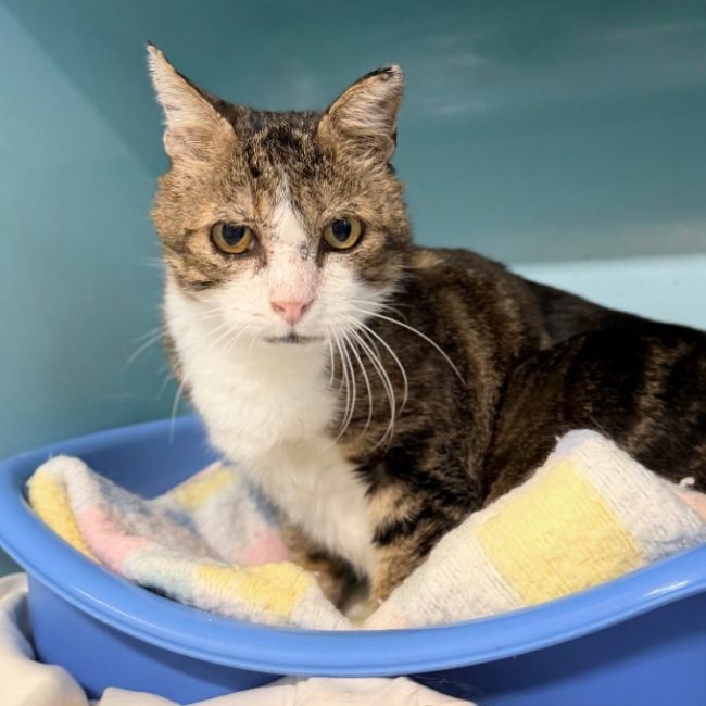 Michel - Chat Européen à adopter