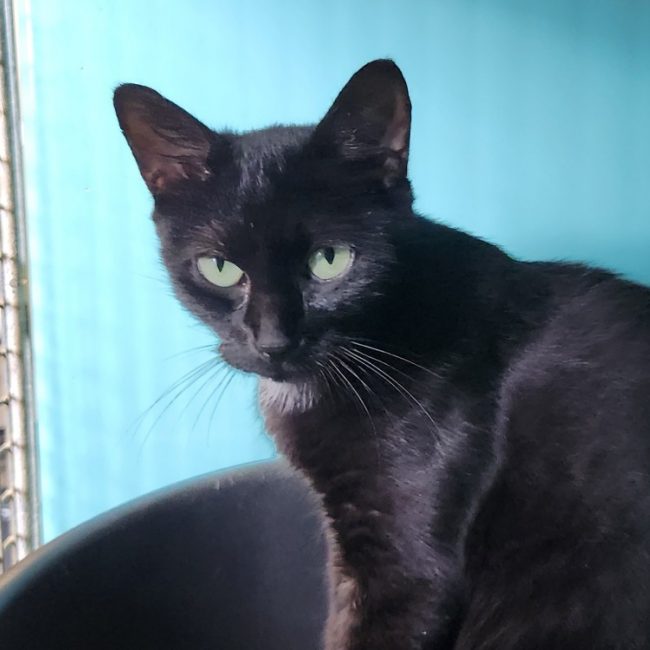 Arya - Chat Européen à adopter