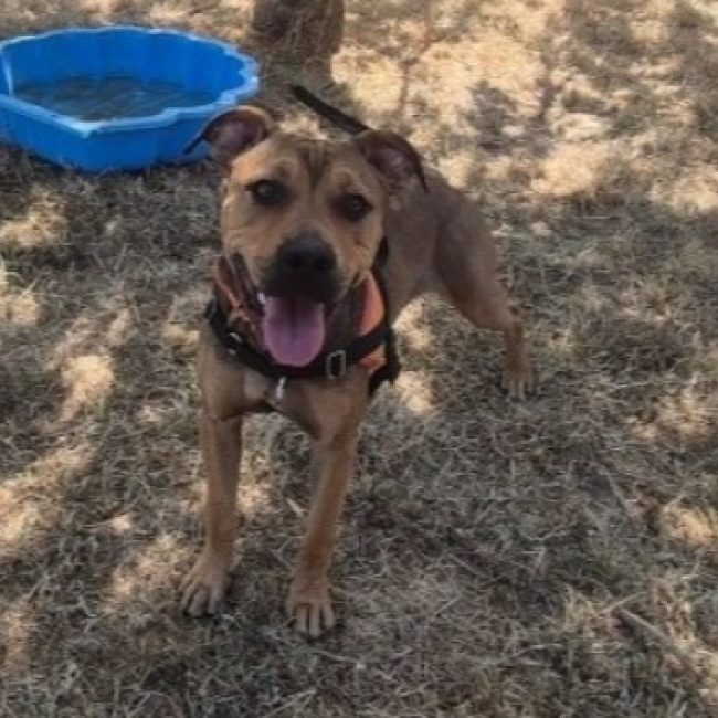 Percy - Chien à adopter