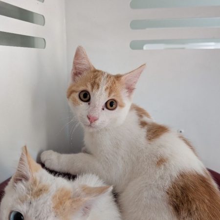 Moka - Chat Européen à adopter