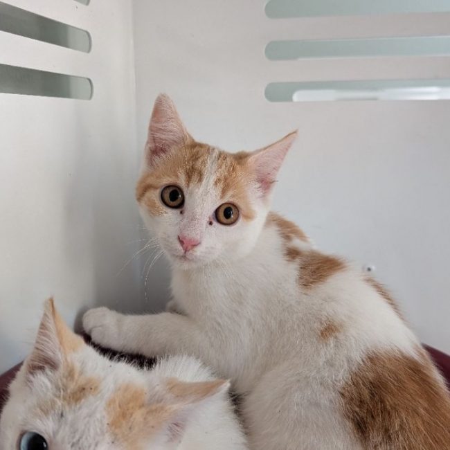 Moka - Chat Européen à adopter