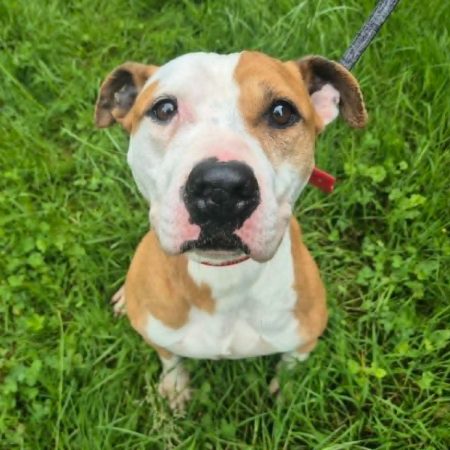 Nelo - Chien à adopter