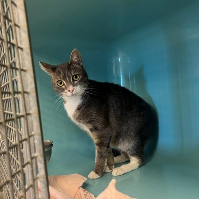 Zyna - Chat Européen à adopter