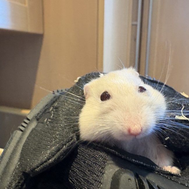 Touk - Rongeur Hamster à adopter