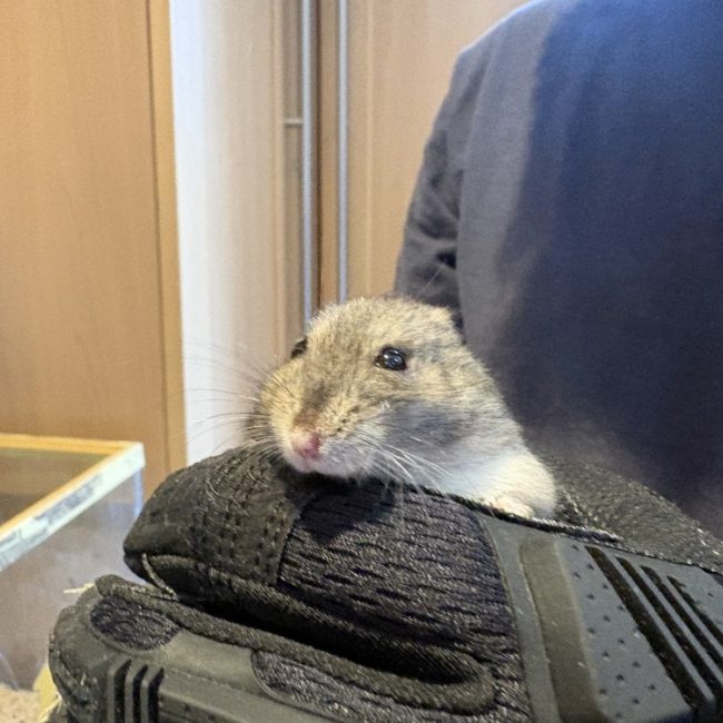 Hulk - Rongeur Hamster à adopter