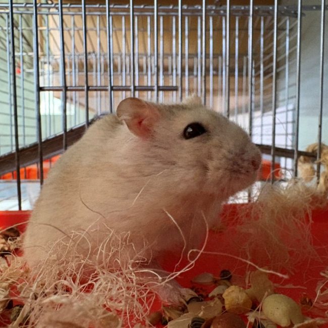 Bidiboum - Rongeur Hamster à adopter