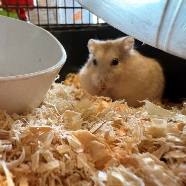 Bidibam - Rongeur Hamster à adopter